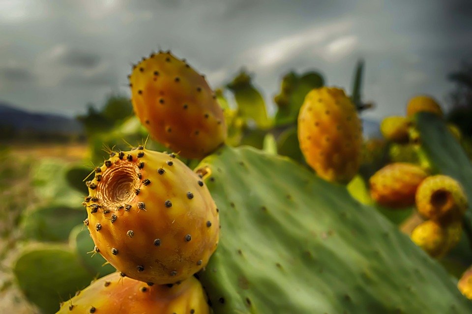 Prickly Pears A Sweet Sicilian Secret